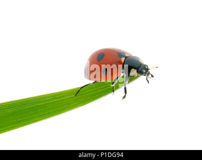 Coccinelle rouge vif sur feuille verte isolée sur fond blanc. Banque D'Images