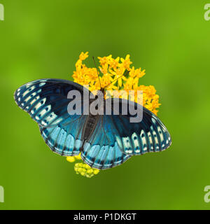 Speyeria femelle Blue spotted Fritillary, Diana Diana sur l'asclépiade jaune avec un fond vert Banque D'Images