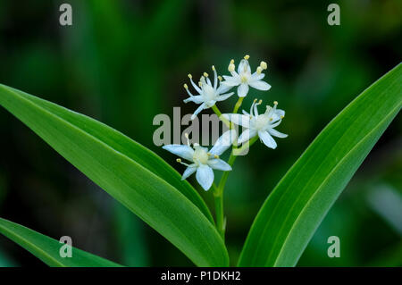 Milacina "stellata', star fleur faux sceau de Salomon Banque D'Images