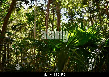 Palmiers et lumière pommelé dans une forêt tropicale, plage de Paluma National Park, Rollingstone France Banque D'Images