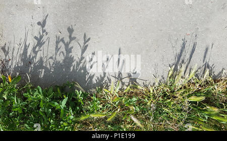 Résumé fond d'herbe verte, de longues ombres jette sur gris asphalte urbain. Banque D'Images