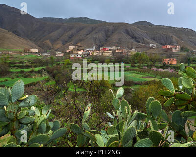 Village berbère dans le haut atlas montagnes : petites maisons blanches parmi les collines, des champs verts, à l'avant large de la cactus figuier de barbarie, le Maroc. Banque D'Images