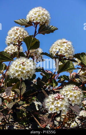 Écorce de l'est Physocarpus opulifolius 'Diabolo' ou Physocarpus opulifolius 'Diablo' Banque D'Images