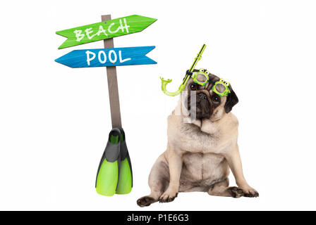 Cute puppy dog pug smart assis portant des lunettes et tuba, à côté de panneau avec texte de la piscine et de la plage, isolé sur fond blanc Banque D'Images