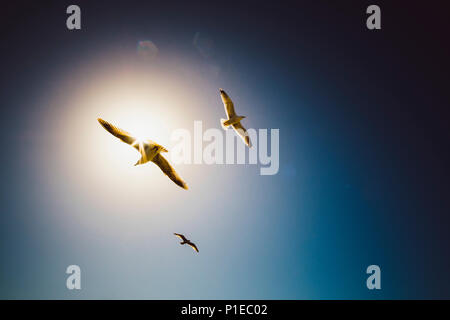 Les mouettes sont des cercles dans le ciel, Brighton, Angleterre Banque D'Images