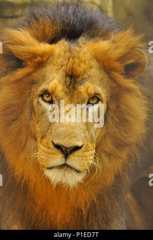 Lion mâle (Panthera leo) gros plan, œil de lion Banque D'Images