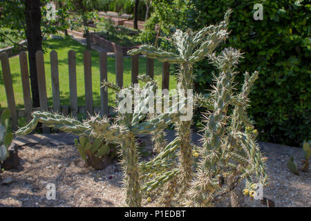 Cane Cholla Cactus dans le parc. Une journée ensoleillée. Banque D'Images