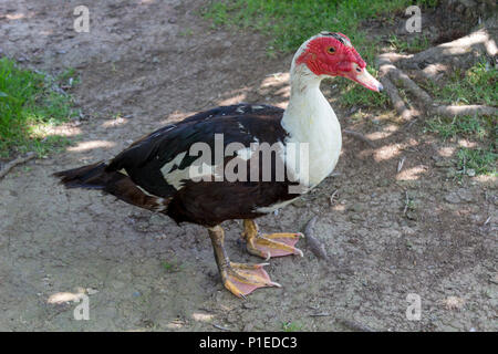 Close-up, un canard debout sur le sol. Banque D'Images