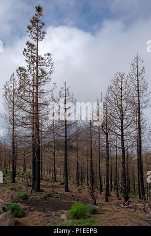 Arbres brûlés après un feu de forêt, Gran Canaria, Îles Canaries, Espagne Banque D'Images