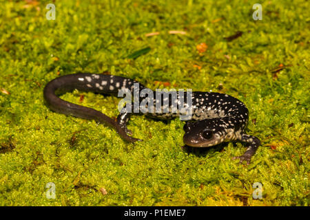 Salamandre visqueuse du nord (Plethodon glutinosus) Banque D'Images