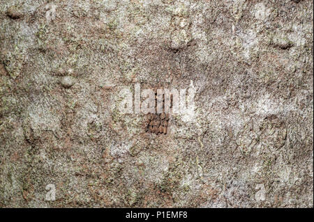 Vue rapprochée du LANTERFLY LYCORMA DELICATULA) OEUFS (SUR L'ARBRE DU CIEL (Ailanthus altissima), comté de Berks, en Pennsylvanie Banque D'Images