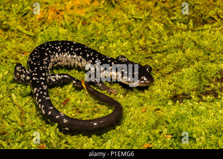 Salamandre visqueuse du nord (Plethodon glutinosus) Banque D'Images