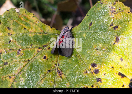 Repéré SUR UN LANTERNFLY GRAPE LEAF, CALIFORNIA Banque D'Images