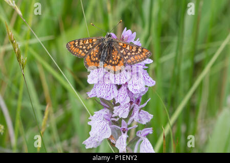 Marsh fritillary butterfly (Euphydryas aurinia) sur une base commune d'orchidée tachetée dans le Hampshire, au Royaume-Uni Banque D'Images