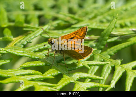 Grand skipper butterfly (Ochlodes Sylvanus) sur bracken en juin, UK Banque D'Images