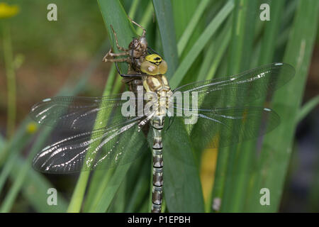 Les southern hawker dragonfly (Aeshna cyanea) avec son exuvie sur un roseau dans un étang de jardin, UK Banque D'Images