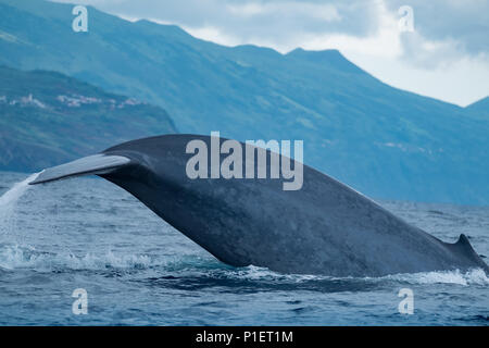 La troisième arrière d'une baleine bleue à la côte de l'île de Pico Banque D'Images