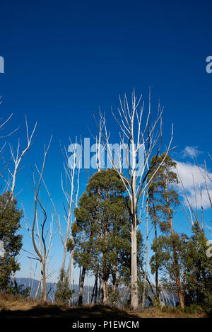 À partir de nouveaux arbres pour remplacer les arbres brûlés, maintenant a blanchi le blanc par les intempéries et le temps. Banque D'Images