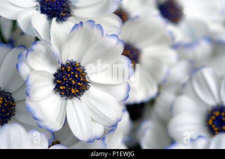 Marguerite blanche comme flower,de plus en plus maison verte. Banque D'Images