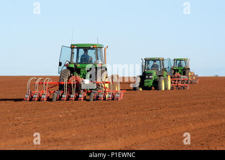 Semis, graines de carotte mehanicki Rocky Lamatinna & Sons, Victoria, Femmes de l'Australie. Banque D'Images