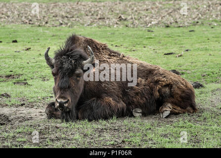 Bison américain le repos, l'Alaska, USA. Banque D'Images