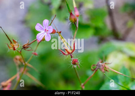 Petite Fleur d'épanouissement gypsophila floue sur fond vert contenant cinq pétales de rose, photo prise près du lac Dospat, Bulgarie Banque D'Images