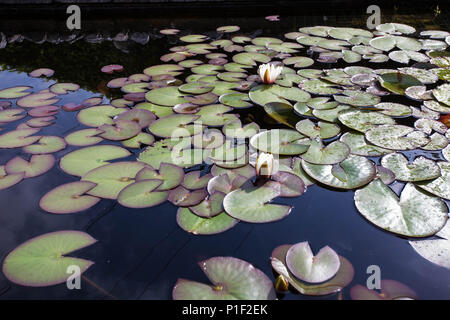 De jolies fleurs blanc Nymphaea alba, communément appelé NÉNUPHAR nénuphar ou entre les feuilles vertes et l'eau bleue Banque D'Images
