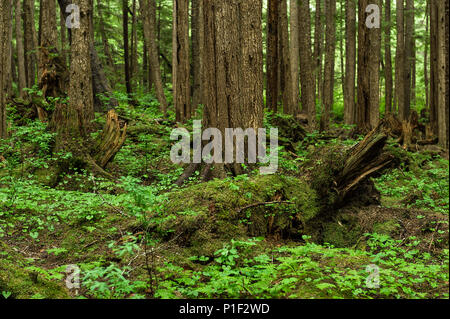 Forêt verdoyante marbre, Canaries, Point de Hoonah, Alaska, USA. Banque D'Images