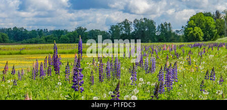 Domaine de la pourpre et de lupins roses en fleurs de pissenlits à la campagne Banque D'Images