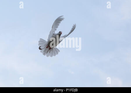 Plume blanche flying pigeon voyageur mid air contre de ciel bleu... Banque D'Images