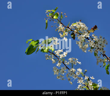 Bradford Poirier Pyrus calleryana, Poirier, Blooms, Mission Viejo, CA 70569 120208 Banque D'Images