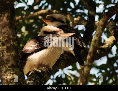 Laughing Kookaburra martin-pêcheurs se reposant sur un arbre à Tamborine national park dans le Queensland, Australie. Banque D'Images