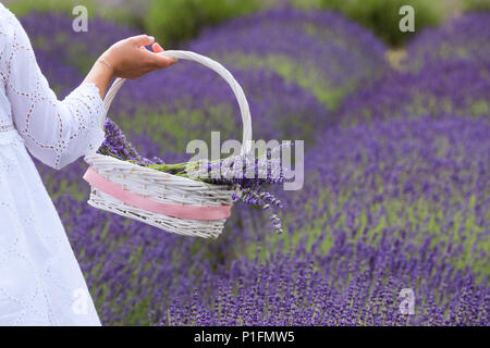 Une jeune fille vêtue de blanc contient un panier de fleurs de lavande dans un champ Banque D'Images