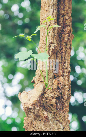 Un arbre qui pousse à partir d'un arbre mort Banque D'Images