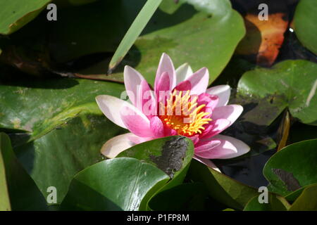 fleur de Lotus Banque D'Images