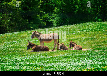 D'un coup horizontal belle famille âne se reposant dans un champ vert. Banque D'Images