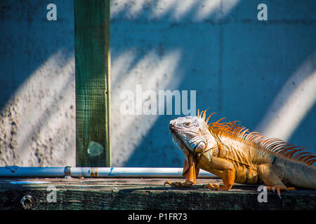 Un grand iguane vert sur un quai dans la voie d'eau Banque D'Images