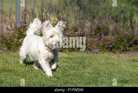 West Highland White Terrier running at the park Banque D'Images