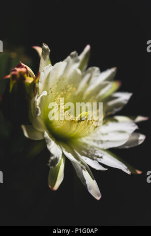 Fleur de cactus blanc isolé la nuit en fleurs Banque D'Images