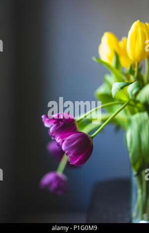 Tulipes violet et jaune sur fond gris Banque D'Images