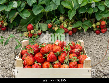 Fort de fraises rouges fraîchement cueillis dans un champ agricole Banque D'Images