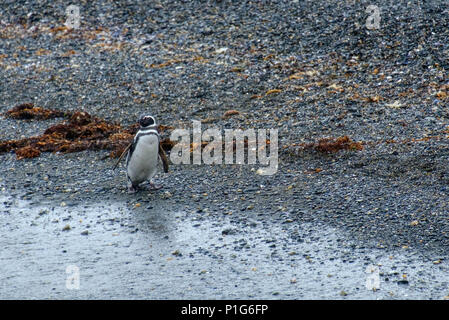 Un pingouins solitaire Magellanique marche sur une plage d'une île dans le canal Beagle. Banque D'Images