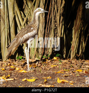 Bush stone curlew () à côté d'arbre dans le parc Fogarty, Cairns, Queensland, Australie Banque D'Images