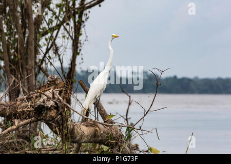 Des profils grande aigrette Ardea alba egretta, El Dorado, rivière du bassin supérieur de l'Amazone, Loreto, Pérou Banque D'Images