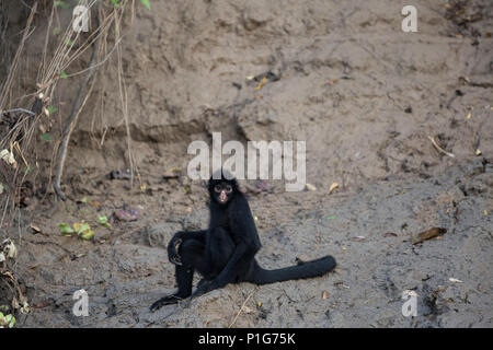 Singe araignée adultes, Ateles spp, San Miguel CaÃ±o, Loreto, Pérou Banque D'Images