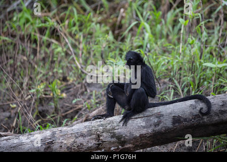 Singe araignée adultes, Ateles spp, San Miguel CaÃ±o, Loreto, Pérou Banque D'Images