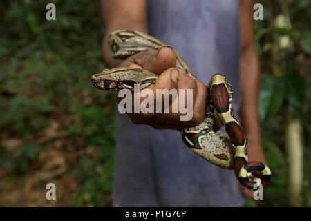 Guide Local avec un Red-tailed boa constricteur, Boa constrictor constrictor, occasionnels, d'atterrissage, Loreto Perou Banque D'Images