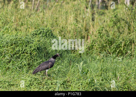 Des profils horned screamer, Anhima cornuta, la réserve de Pacaya-Samiria, Loreto, Pérou Banque D'Images