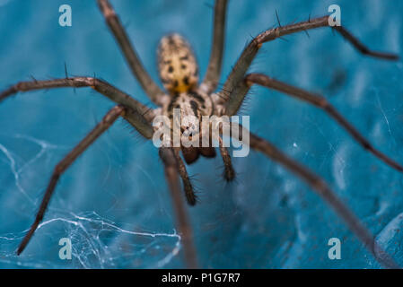 Araignée des maisons ( Tegenaria domestica) Banque D'Images