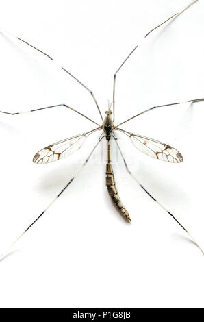 Moustique de macro sur fond blanc, à proximité de big up - les moustiques sur le marbre blanc, Aedes aegypti et sont dangereux insecte qui cause du virus Banque D'Images